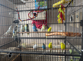 Beautiful young budgies for sale