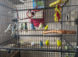 Budgies for sale