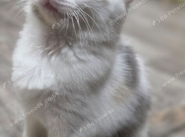 2 kittens available