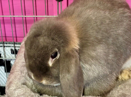 Mini lop female