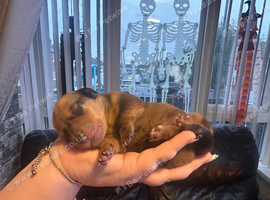Puppy