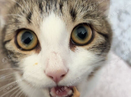 Gorgeous female kitten