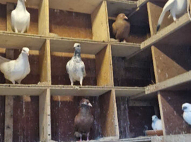 Pigeons of varying kinds