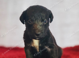 Bedlington x whippet puppies