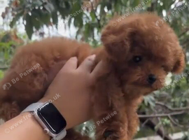 Micro asian toy poodle Girl