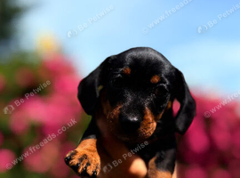 Beautiful Dachshund puppy