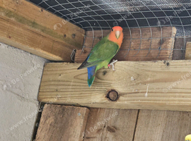 Peach faced lovebird