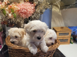 F1b maltipoo puppies