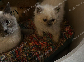 I have two white British shorthair kittens left one is fluffy and the other is short haired