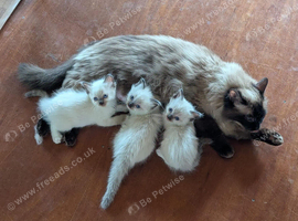 Ragdoll kittens