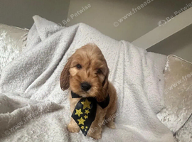 Cockapoo Puppies