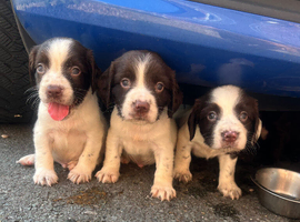 Stunning cocker spaniel puppies