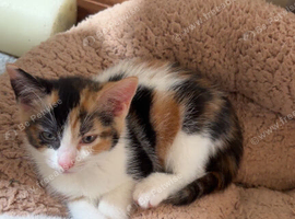 4 gorgeous marked kittens