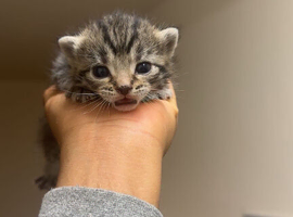 Tabby/short haired 4 month old kittens