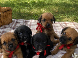 Stunning Cocker Spaniel Puppies &ndash; Raised in Family Home