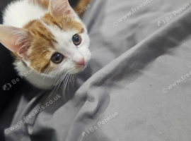 12 week female kitten