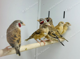 Cut throat finch