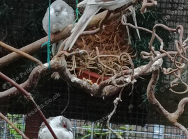Diamond doves and elegants