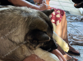 Akita