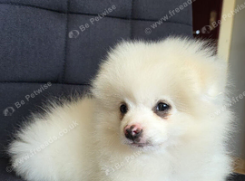 Beautiful Pomeranian puppies ready to go