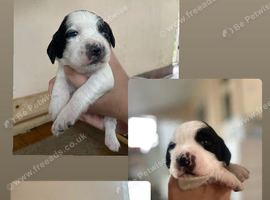 KC registered springer spaniel pups