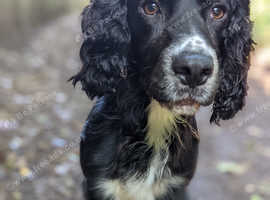 Cocker spaniel for stud
