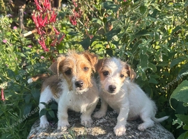 Jack Russel puppy