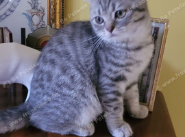 Scottish fold/straight kittens