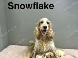 Snowflake lovely litter of 2 puppies ready for a forever family