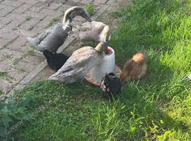 Indian Runner Ducks & Silkie Chickens
