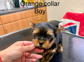 Beautiful yorkshire terrier puppies