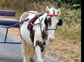 Quick Hitch Driving Harness by Racing Tack