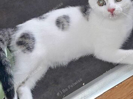 Beautiful kitten for sale