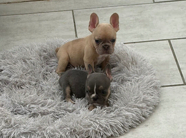 Stunning french bulldog babies (ready now)