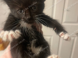 3 Black and white kittens