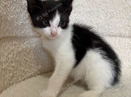2 female kittens
