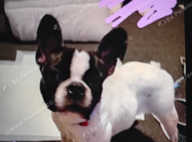 Selling a 1yr old frug female
