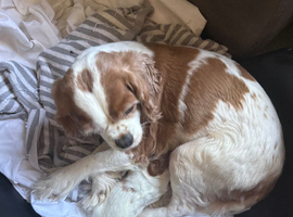 King Charles cavalier spaniel puppy