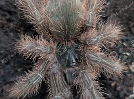 Goliath Birdeater Juvenile | Theraphosa Blondi