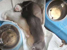 3 male ferrets 12 weeks old with 8 foot hutch