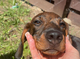 Black and Tan daschund