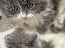 Ragdoll cross kittens