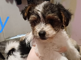 Puppies for sale