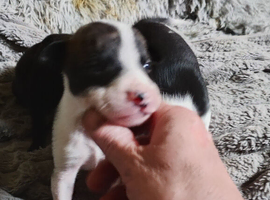 Bullurcher cross Staffy pupps