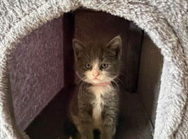 Beautiful kittens looking for loving homes