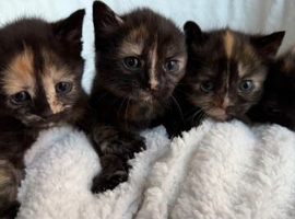 BEAUTIFUL BRITISH SHORTHAIR KITTENS SEEKING THEIR LOVING HOMES