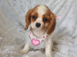 Beautiful cavalier puppies