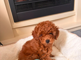 Kc registered red toy poodle