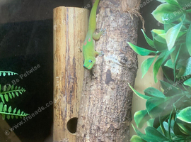 BREEDING PAIR OF GOLD DUST DAY GECKOS & BABIES