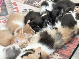 I have four beautiful Maine coon x mum is a calico dad is a full Maine coon